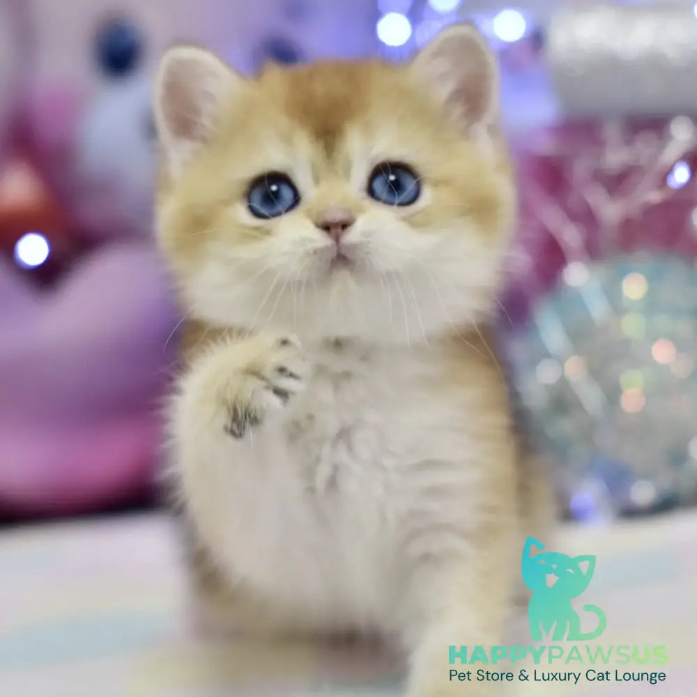 Edwin British Shorthair male black golden shaded - live animals