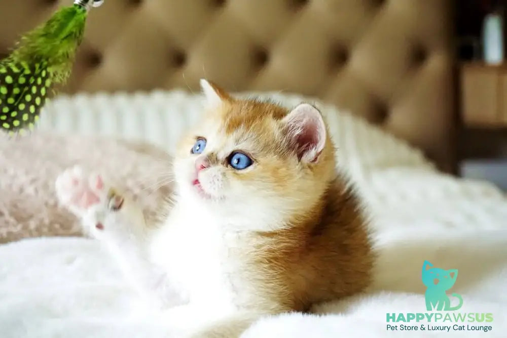 Edwin British Shorthair male black golden shaded with white - live animals