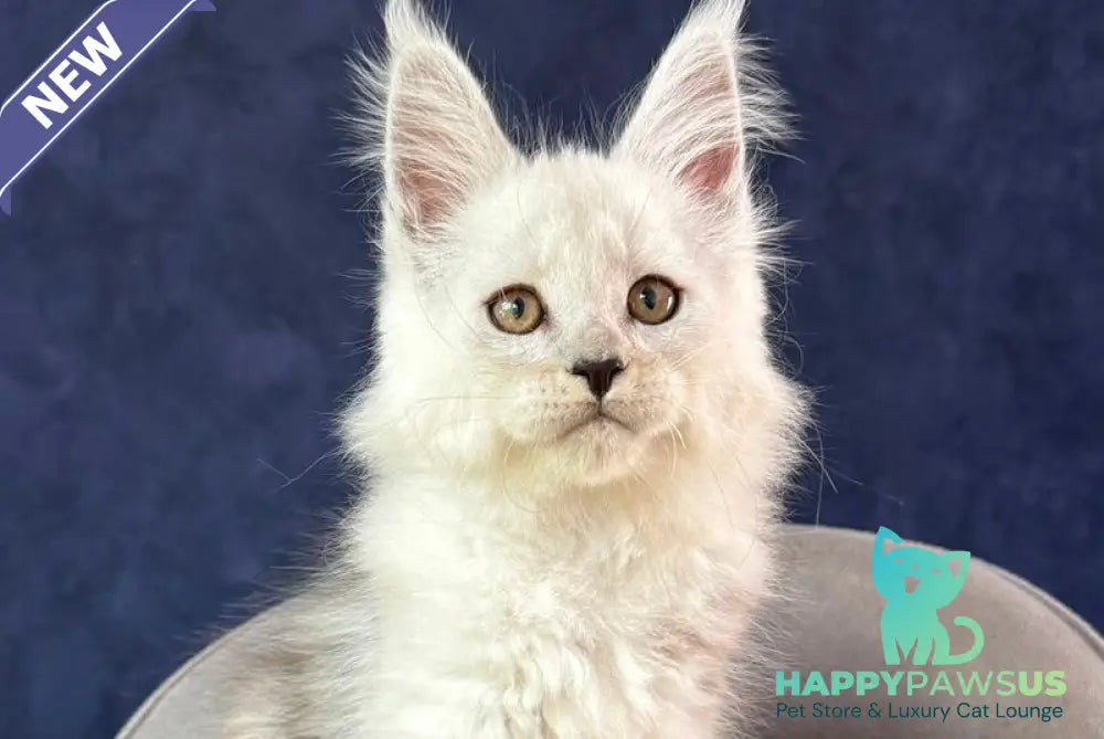 Effect Maine Coon male black silver - live animals