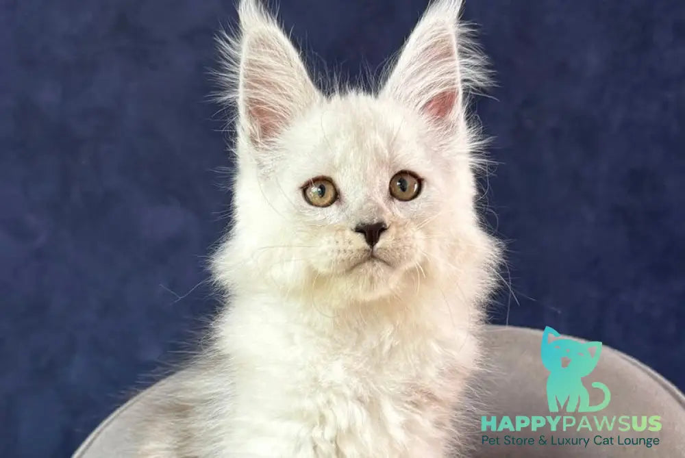 Effect Maine Coon male black silver - live animals