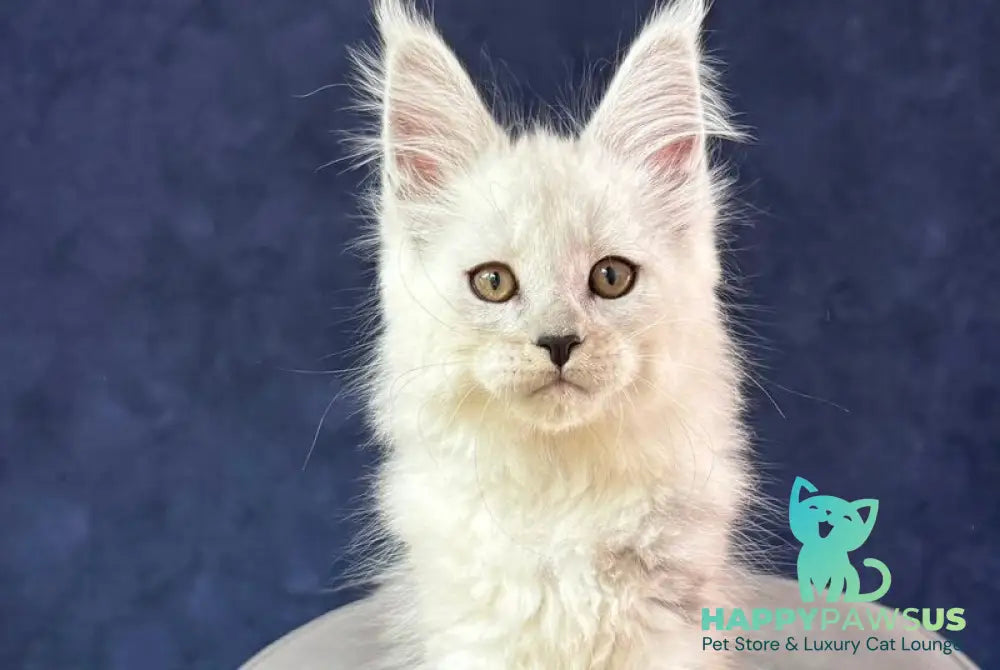 Effect Maine Coon male black silver - live animals