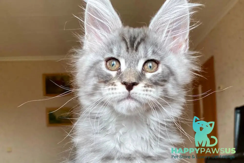 Efim Maine Coon male blue silver tabby - live animals