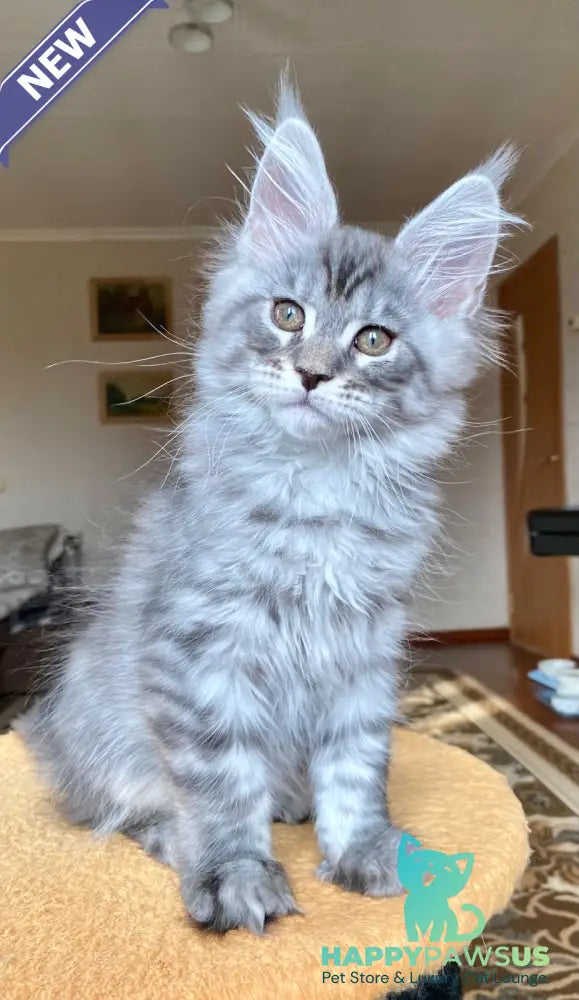 Efim Maine Coon male blue silver tabby - live animals