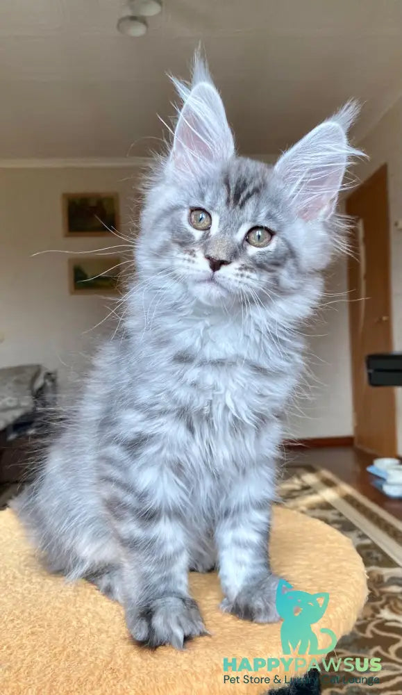 Efim Maine Coon male blue silver tabby - live animals
