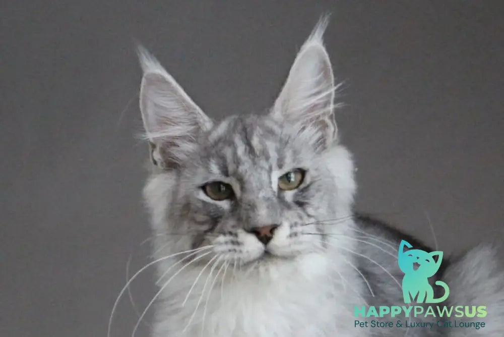 Efrat Maine Coon male black silver spotted tabby live animals