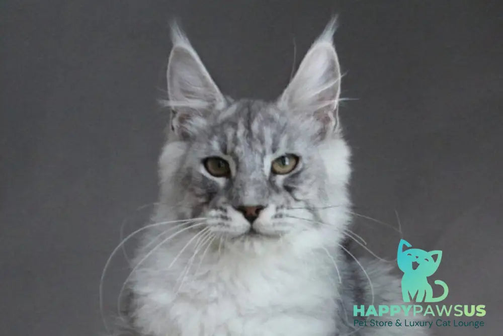 Efrat Maine Coon male black silver spotted tabby live animals