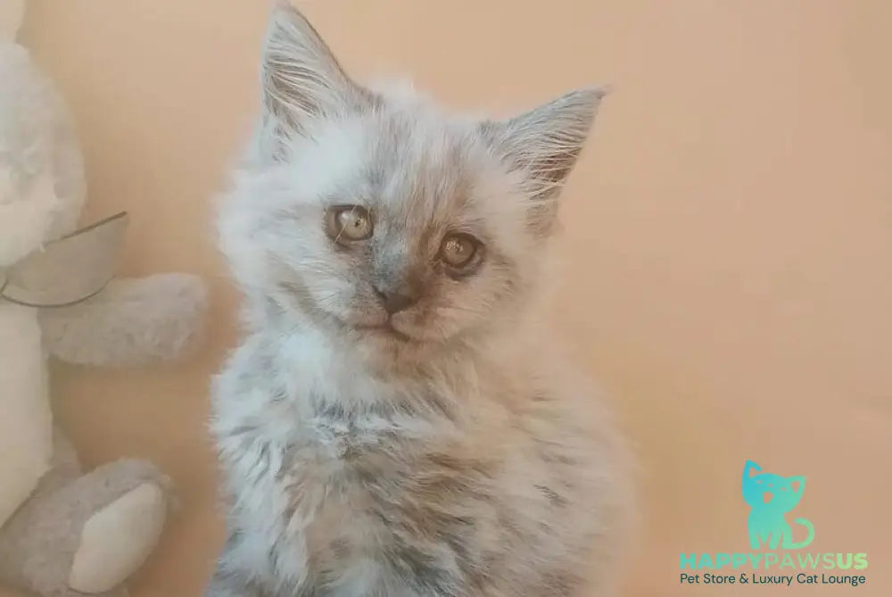 Egor Maine Coon male black silver - live animals