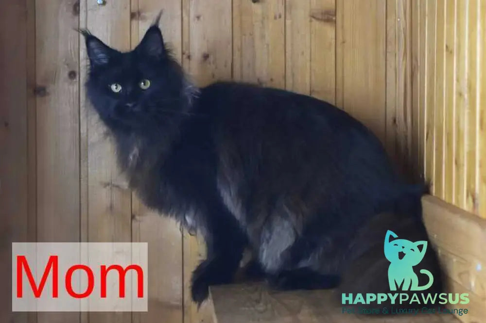 Egor Maine Coon male black silver - live animals