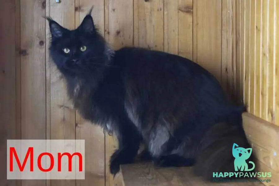 Egor Maine Coon male black silver - live animals