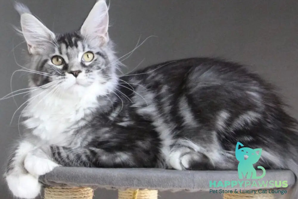 Egoza Maine Coon female black silver tabby with white - live animals