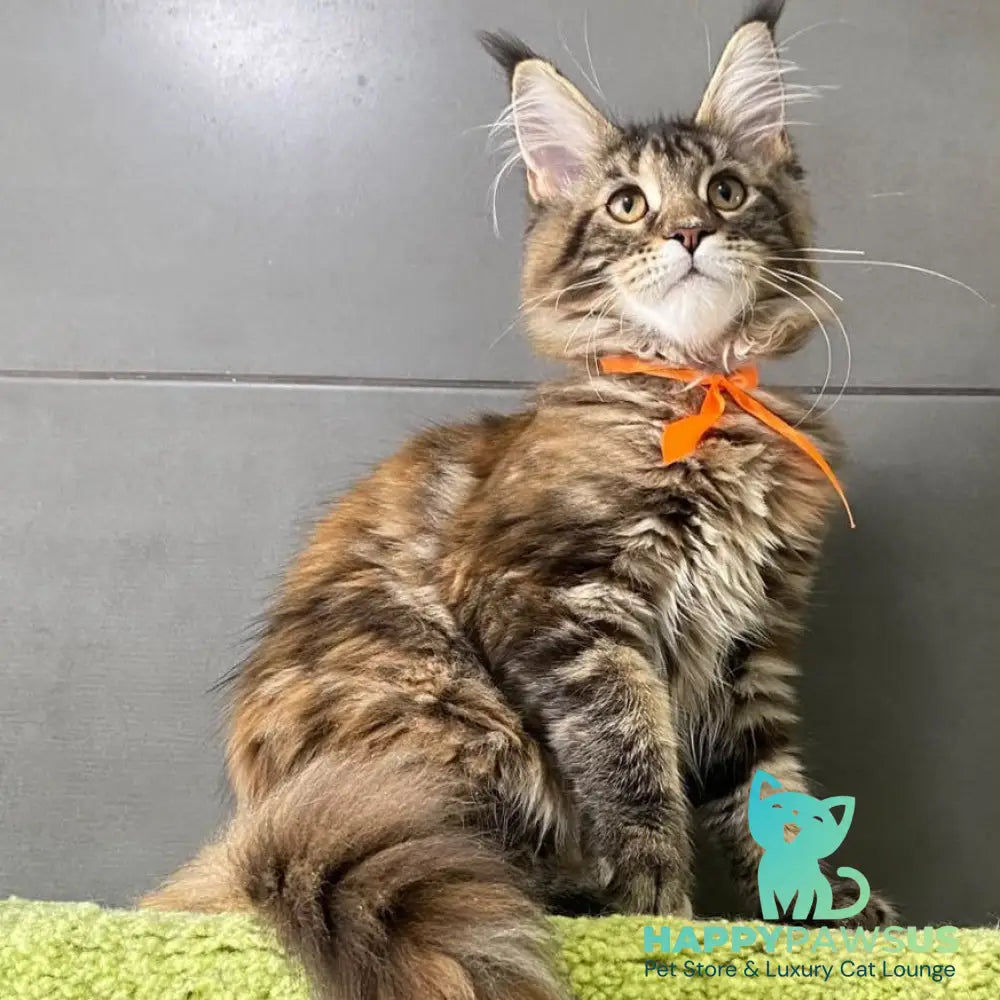 Eight Maine Coon female black tortie tabby - live animals