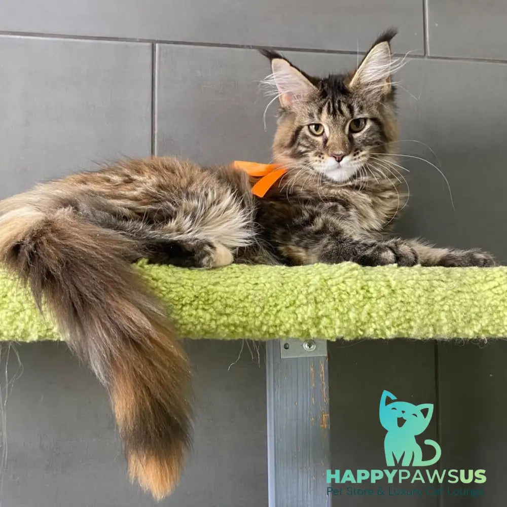 Eight Maine Coon female black tortie tabby - live animals
