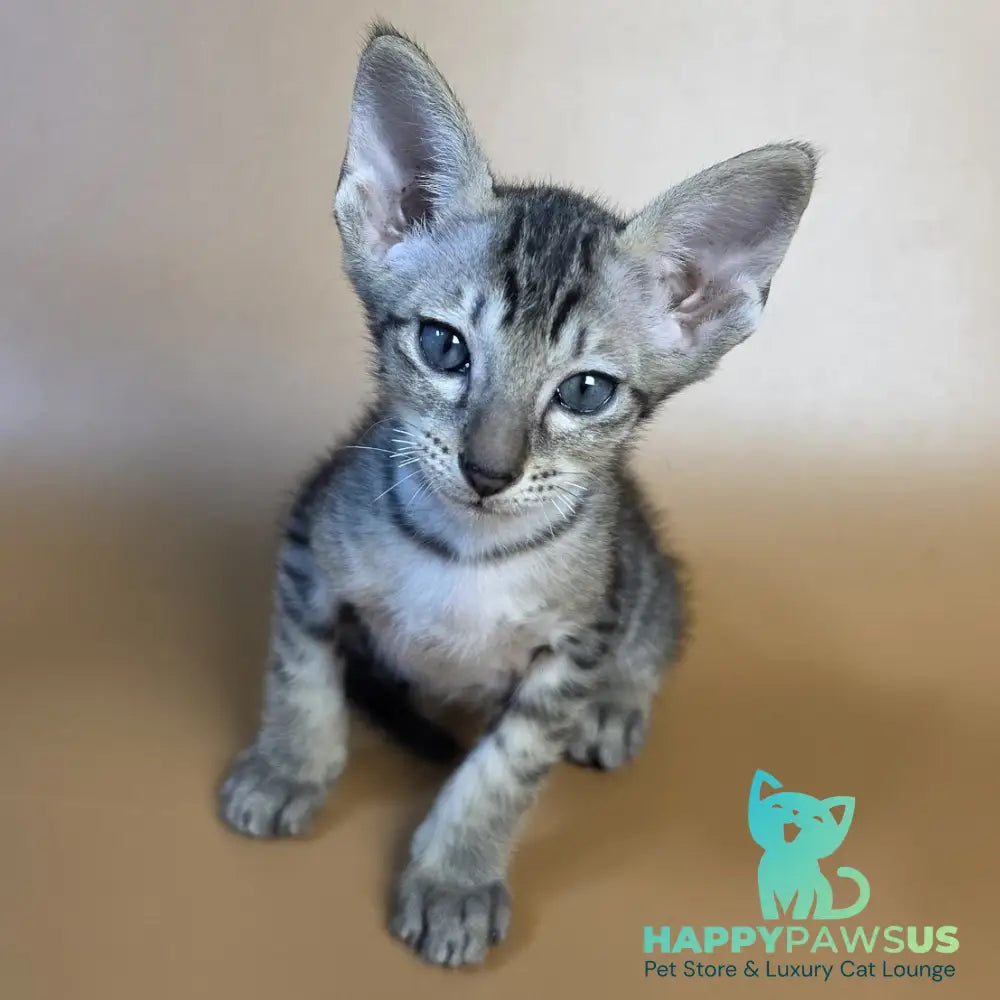 Einar Oriental Shorthair male black spotted tabby - live animals