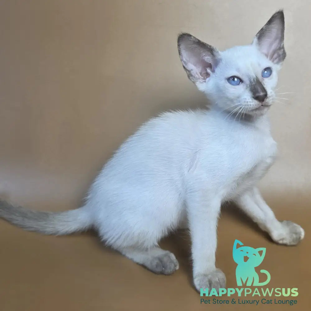 Eir Siamese female black tortie - live animals