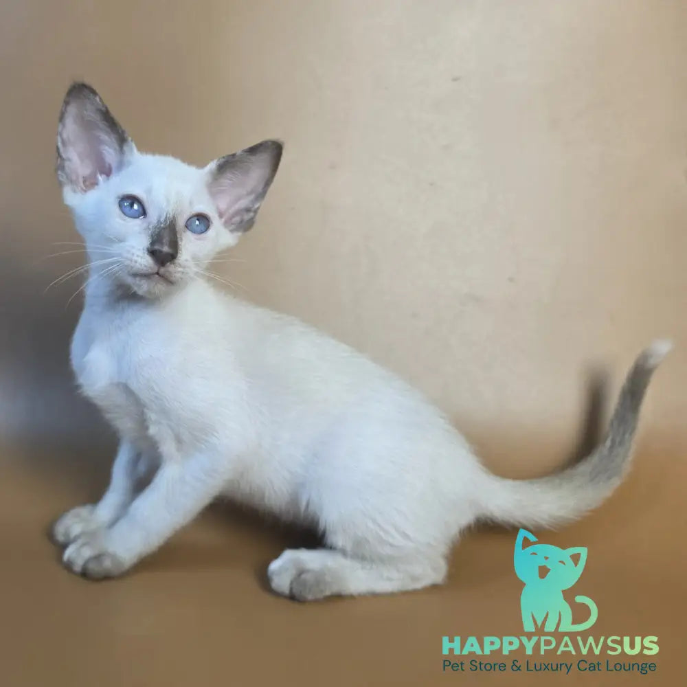 Eir Siamese female black tortie - live animals