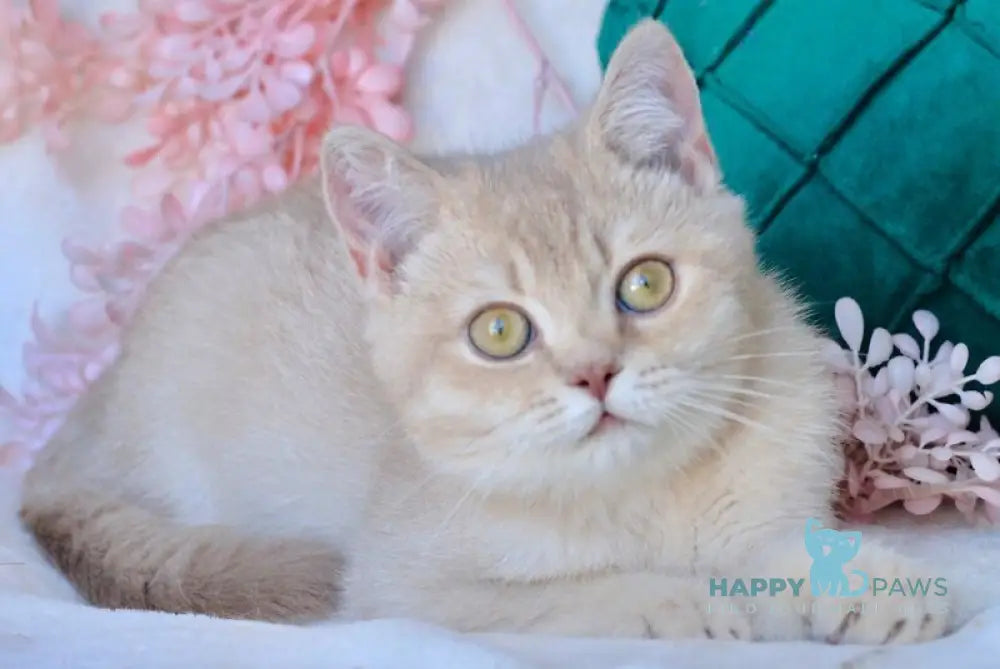 Ekler British Shorthair male fawn golden shaded live animals