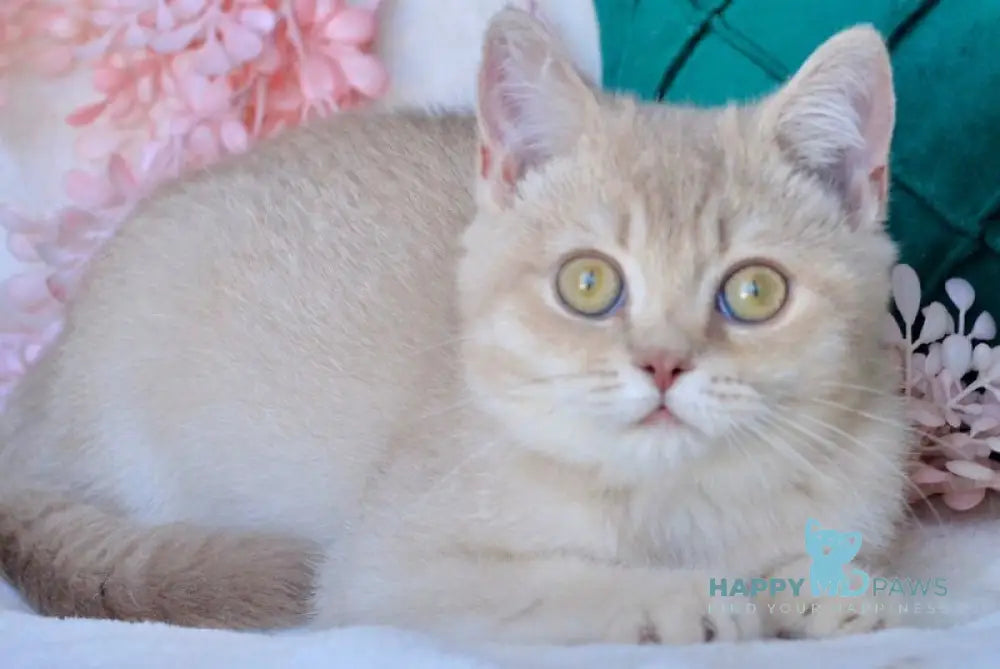 Ekler British Shorthair male fawn golden shaded live animals