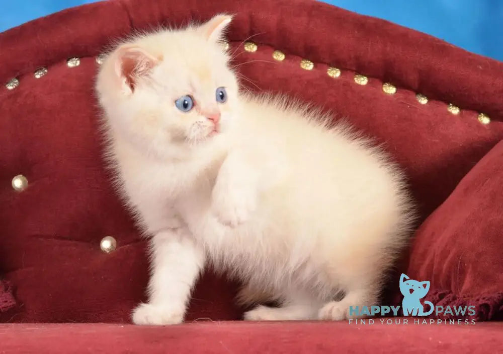 Ekler Scottish Straight male red golden shaded pointed live animals