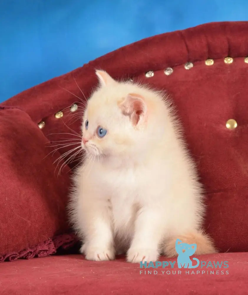 Ekler Scottish Straight male red golden shaded pointed live animals