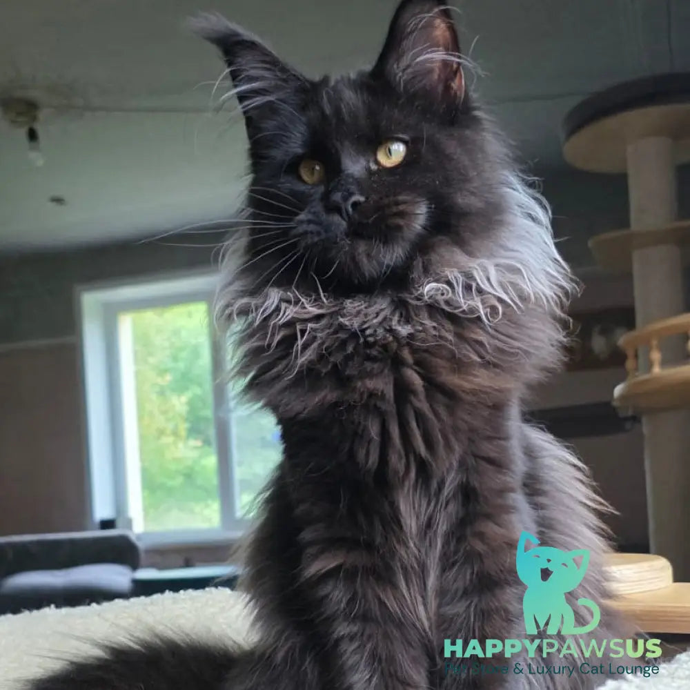 Elba Maine Coon female black - live animals