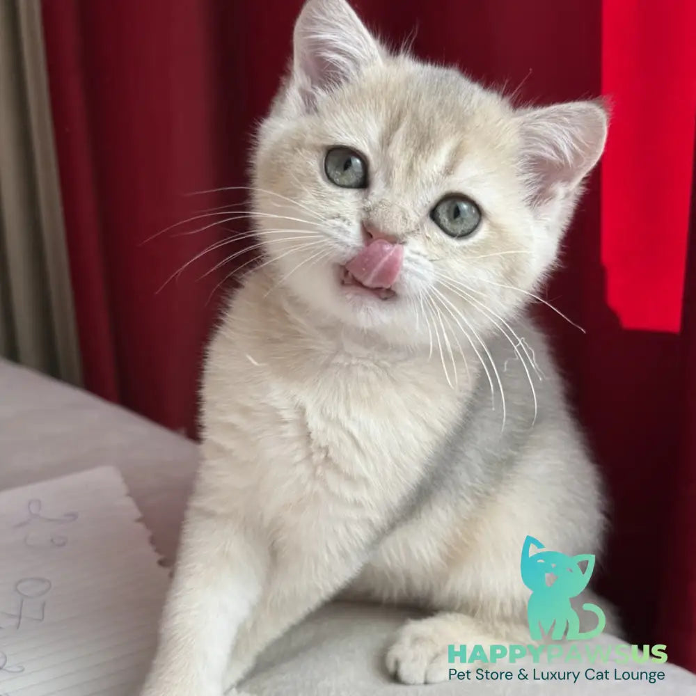 Elbert Scottish Straight male blue golden shaded - live animals