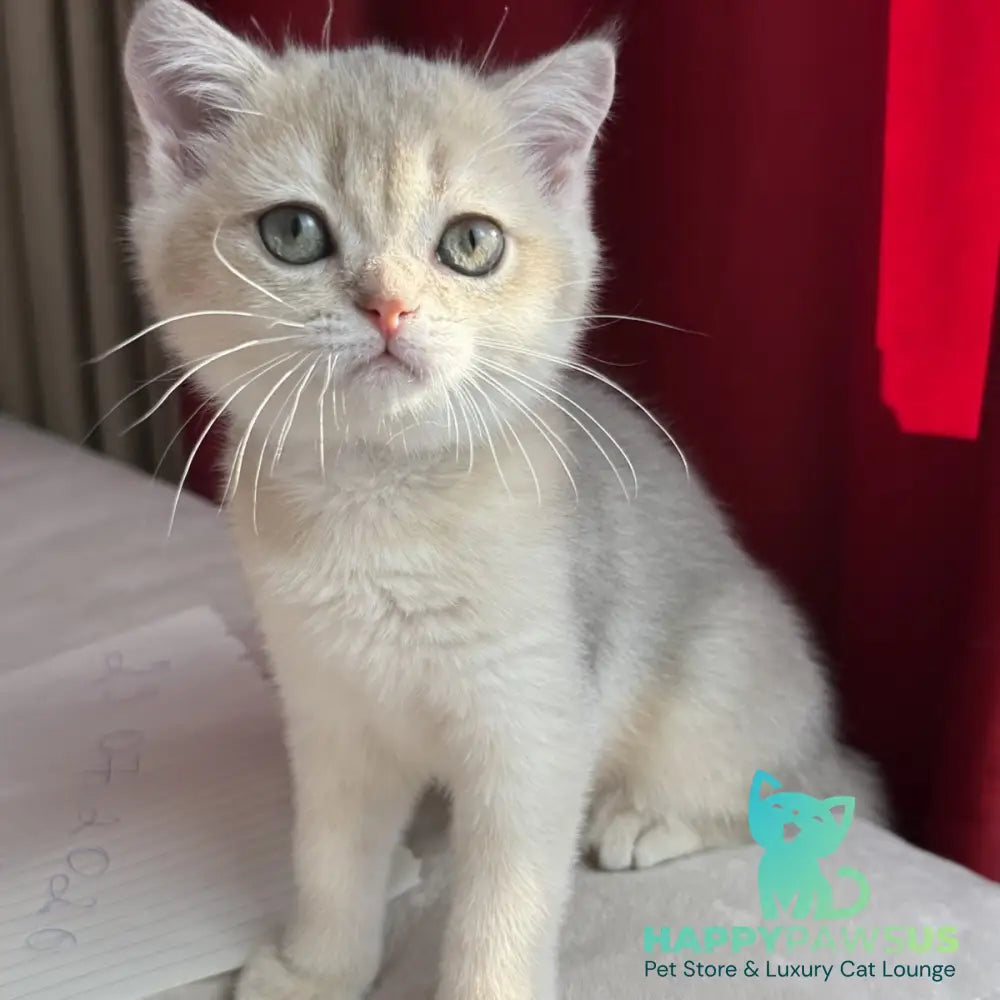 Elbert Scottish Straight male blue golden shaded - live animals