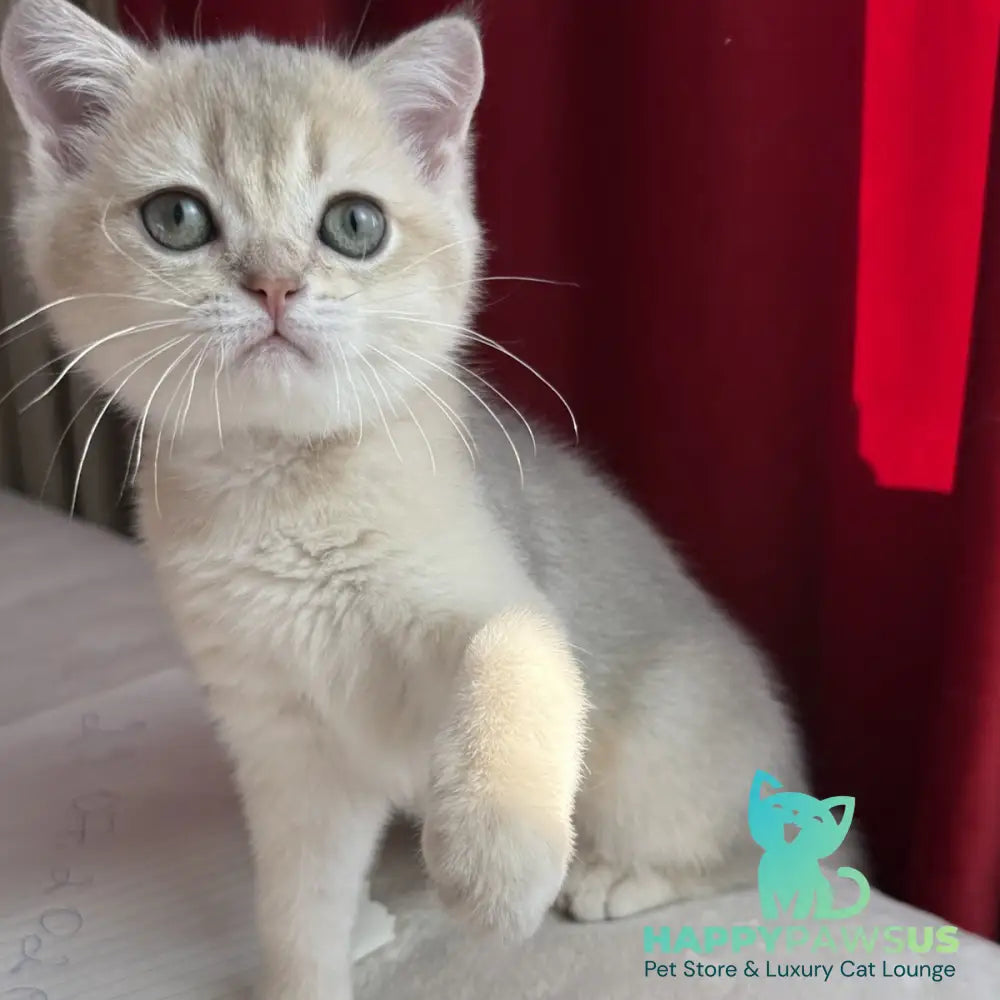 Elbert Scottish Straight male blue golden shaded - live animals