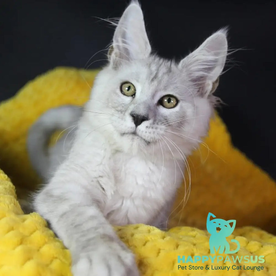 Eleazar Maine Coon male black silver tabby - live animals