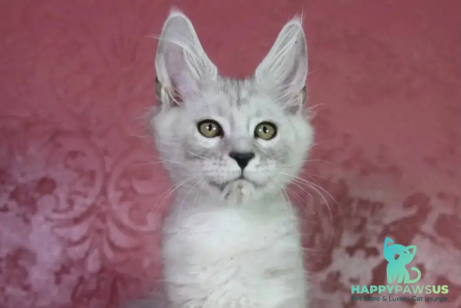 Eleazar Maine Coon male black silver tabby - live animals