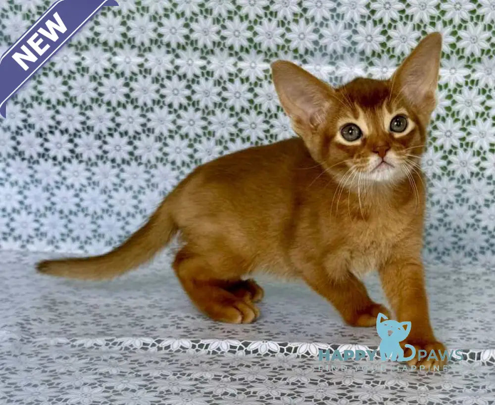 Electra Abyssinian female sorrel - live animals
