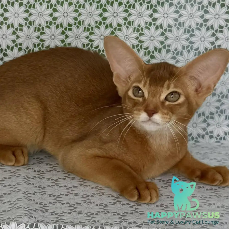 Electra Abyssinian female sorrel - live animals