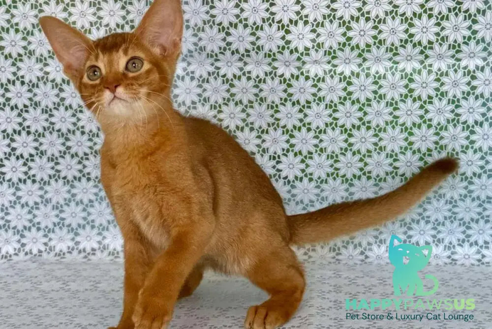 Electra Abyssinian female sorrel - live animals