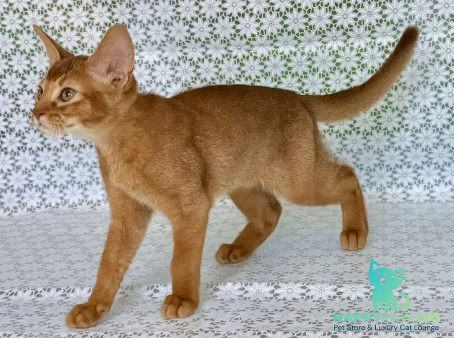 Electra Abyssinian female sorrel - live animals
