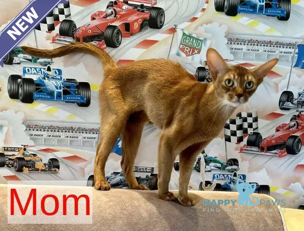 Electra Abyssinian female sorrel - live animals