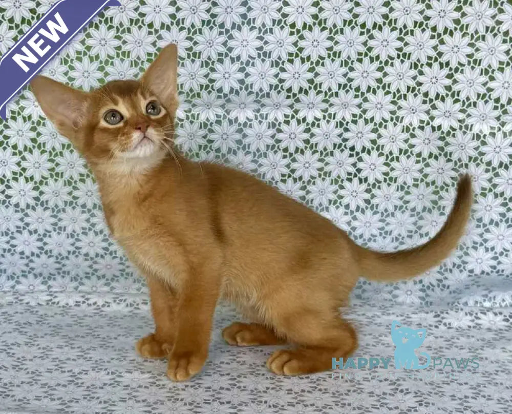 Electra Abyssinian female sorrel - live animals