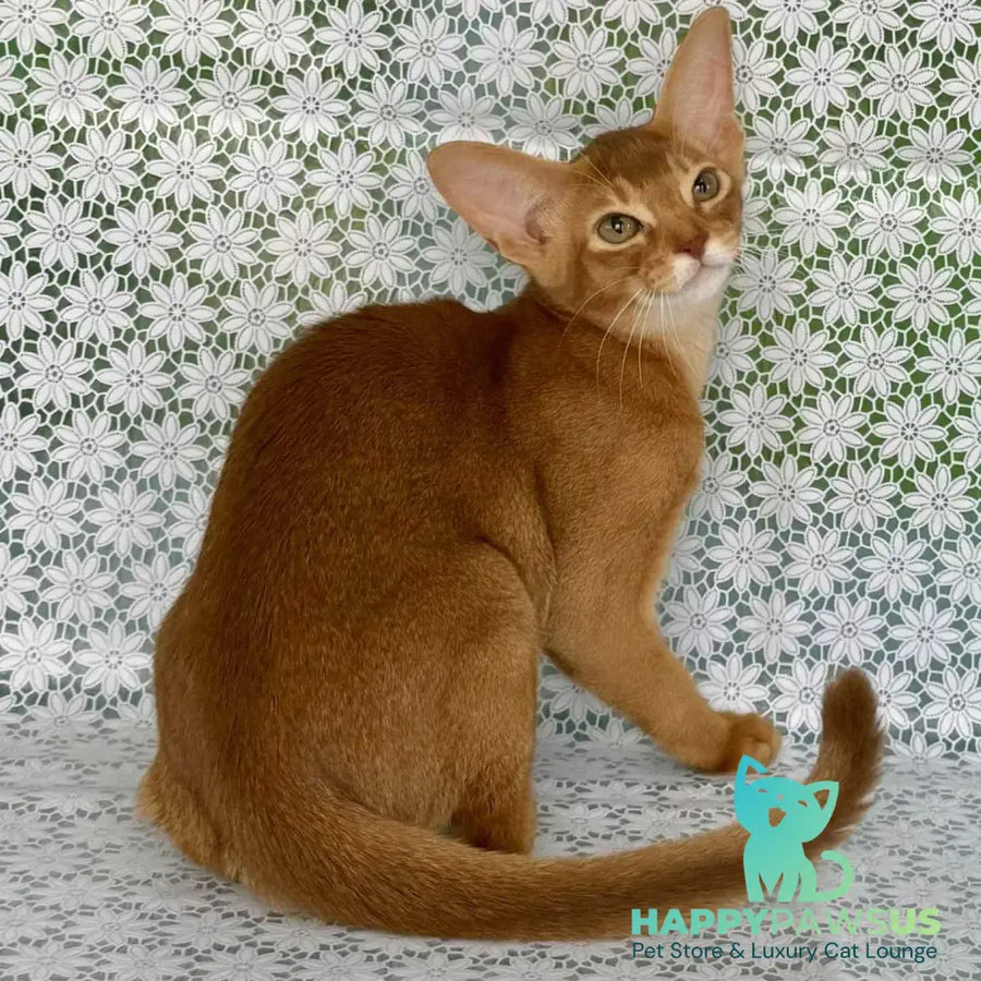 Electra Abyssinian female sorrel - live animals