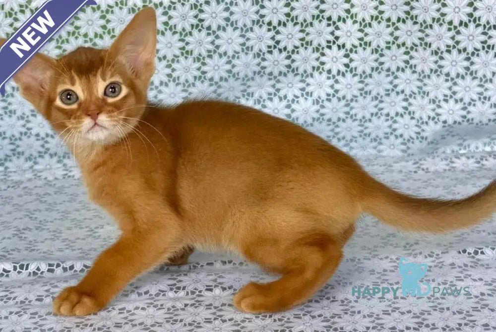 Electra Abyssinian female sorrel - live animals