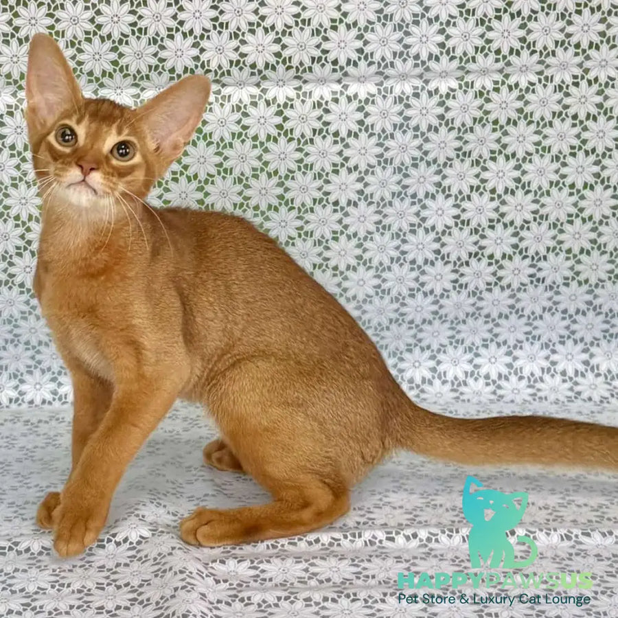 Electra Abyssinian female sorrel - live animals