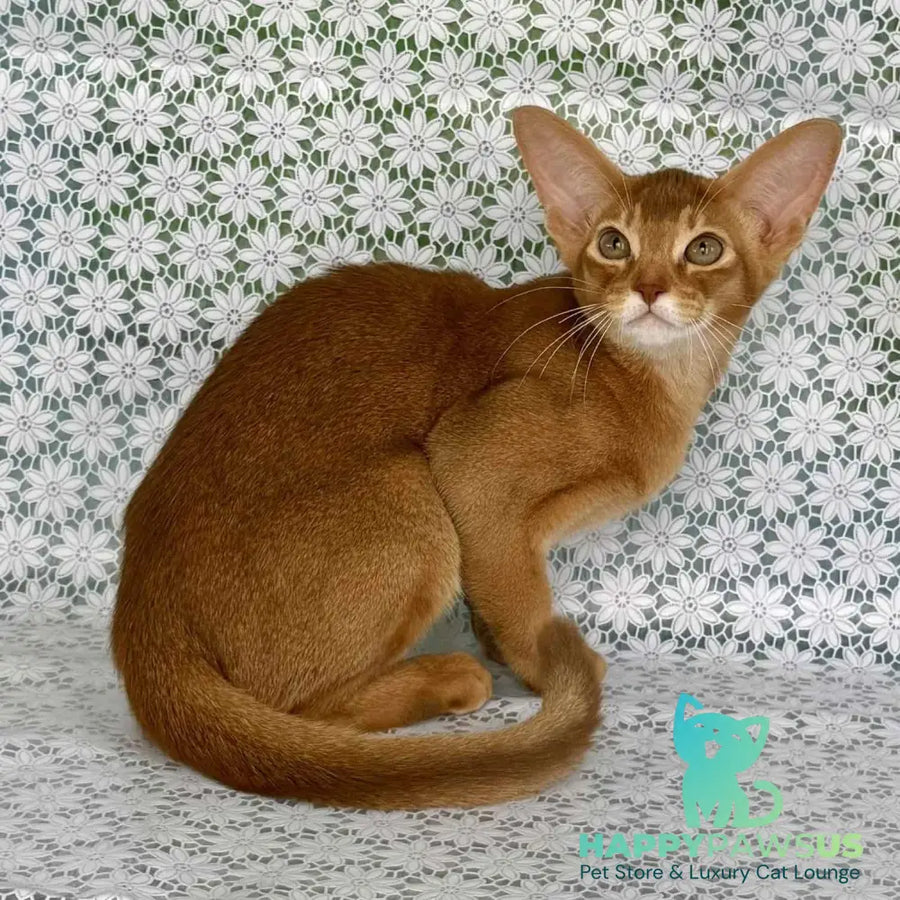 Electra Abyssinian female sorrel - live animals