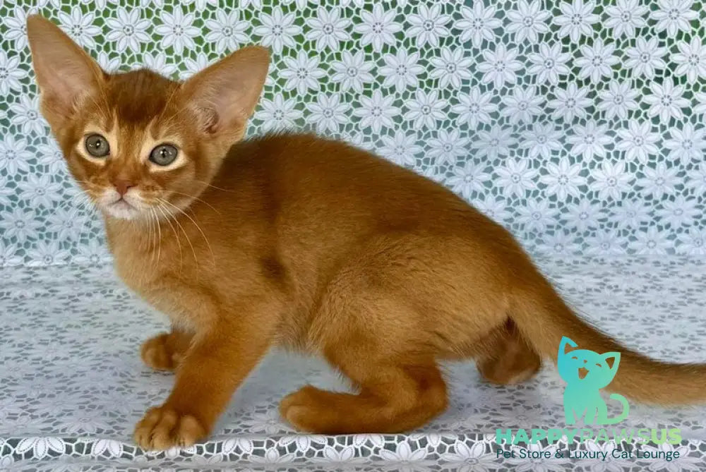 Electra Abyssinian female sorrel - live animals