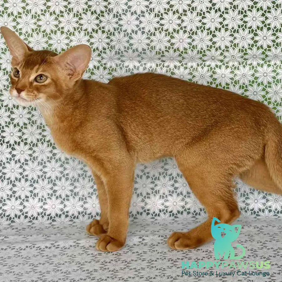 Electra Abyssinian female sorrel - live animals