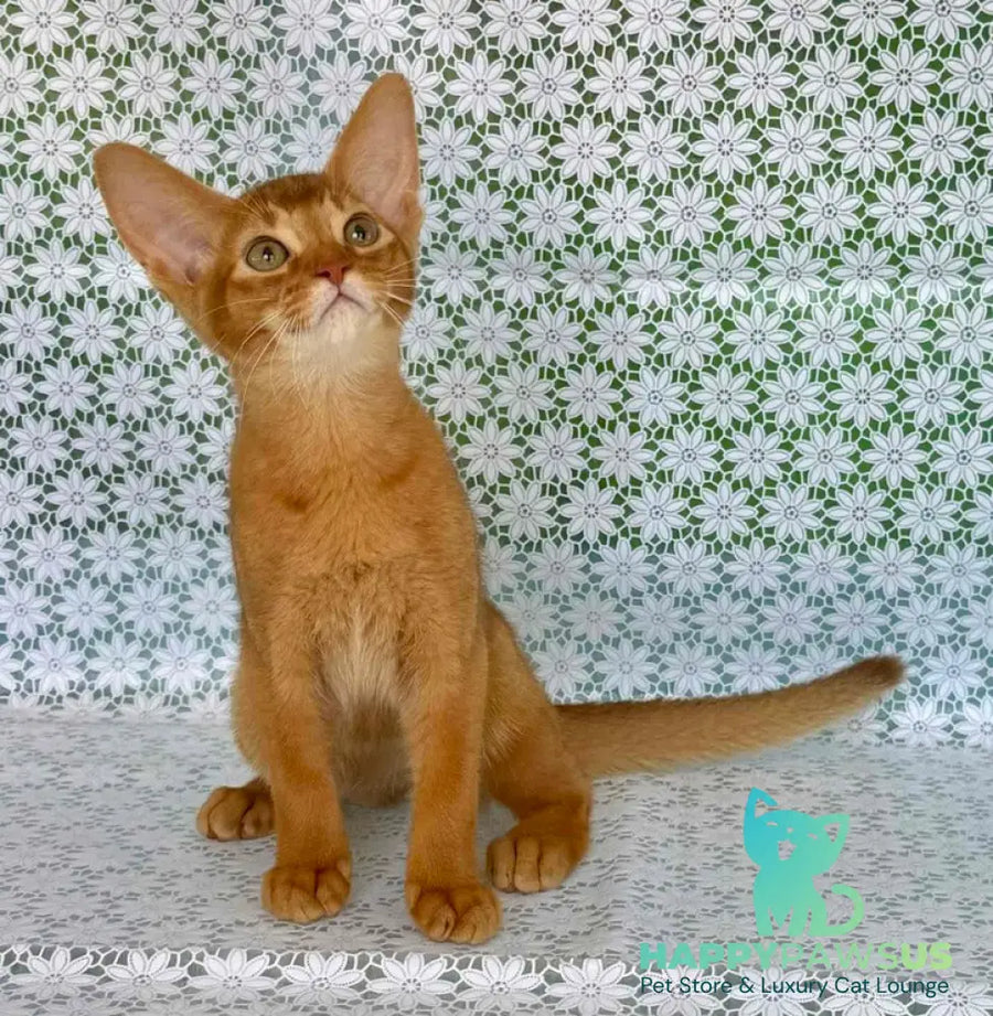 Electra Abyssinian female sorrel - live animals