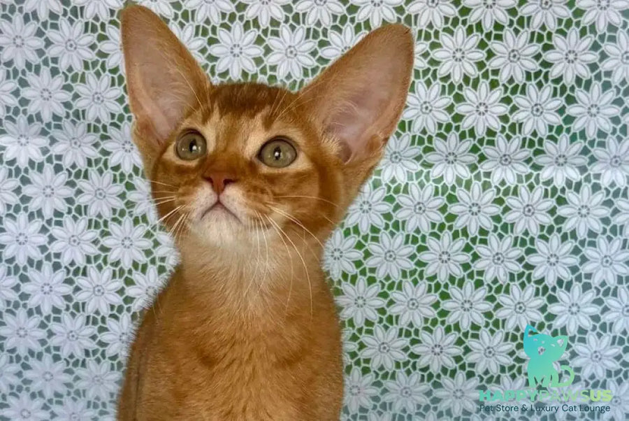 Electra Abyssinian female sorrel - live animals
