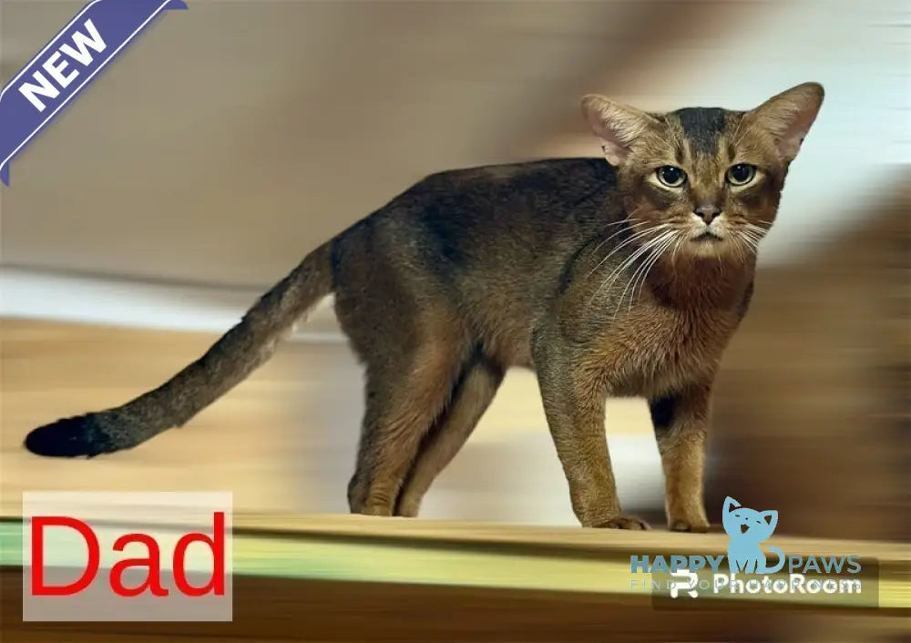Electra Abyssinian female sorrel - live animals