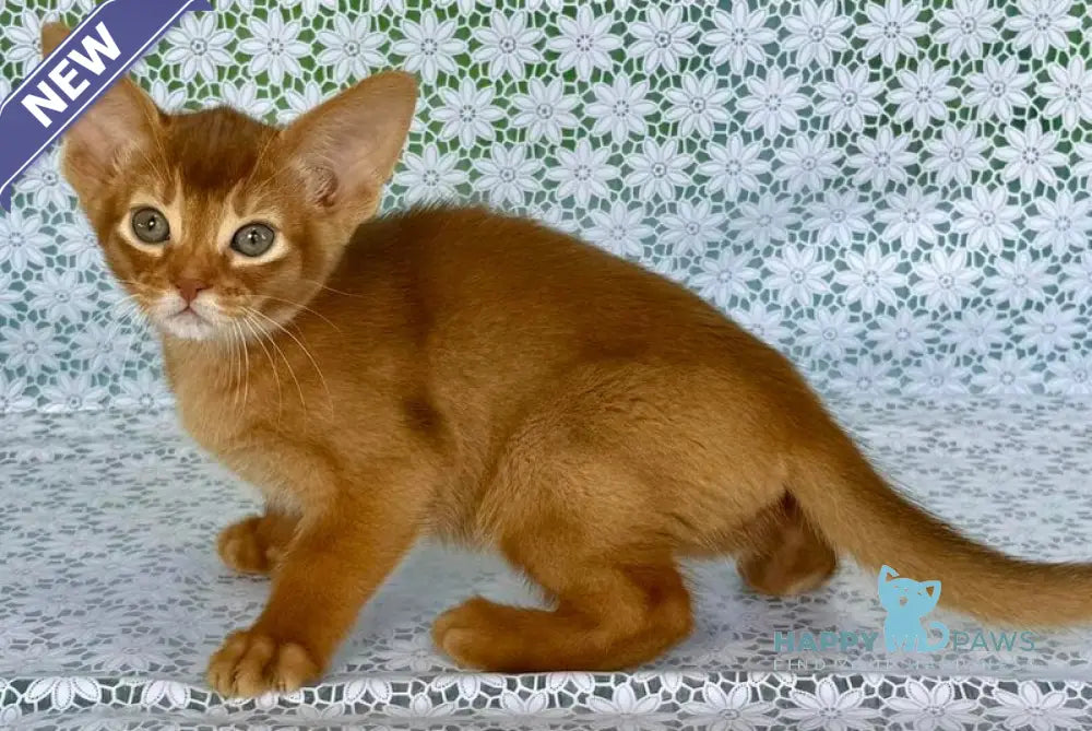 Electra Abyssinian female sorrel - live animals