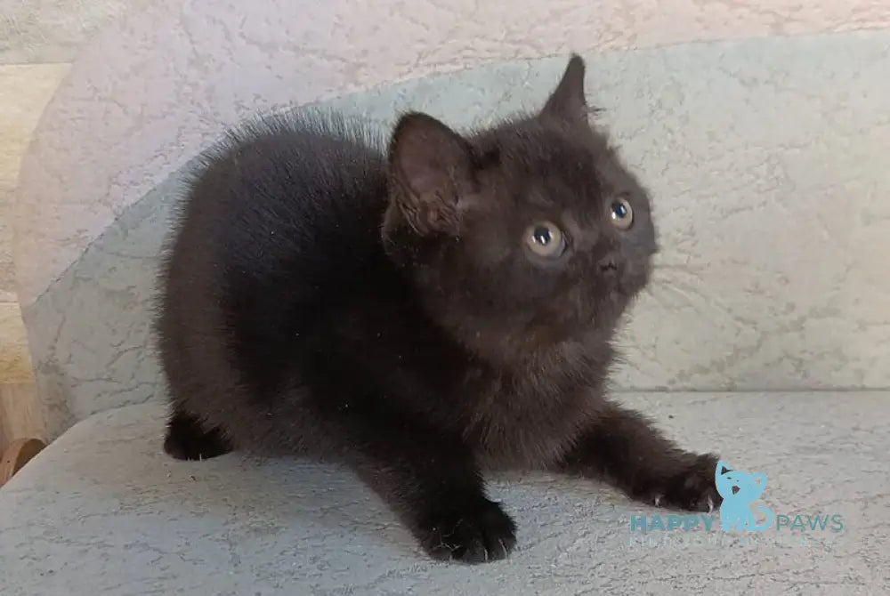 Electra British Shorthair female black live animals