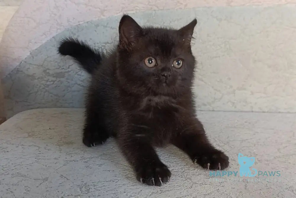Electra British Shorthair female black live animals