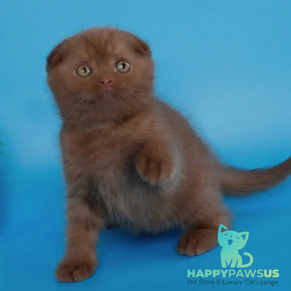 Electra Scottish Fold female cinnamon - live animals