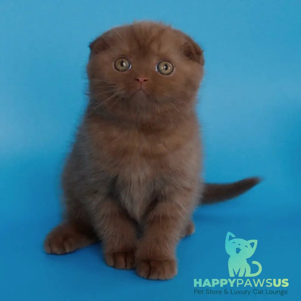 Electra Scottish Fold female cinnamon - live animals