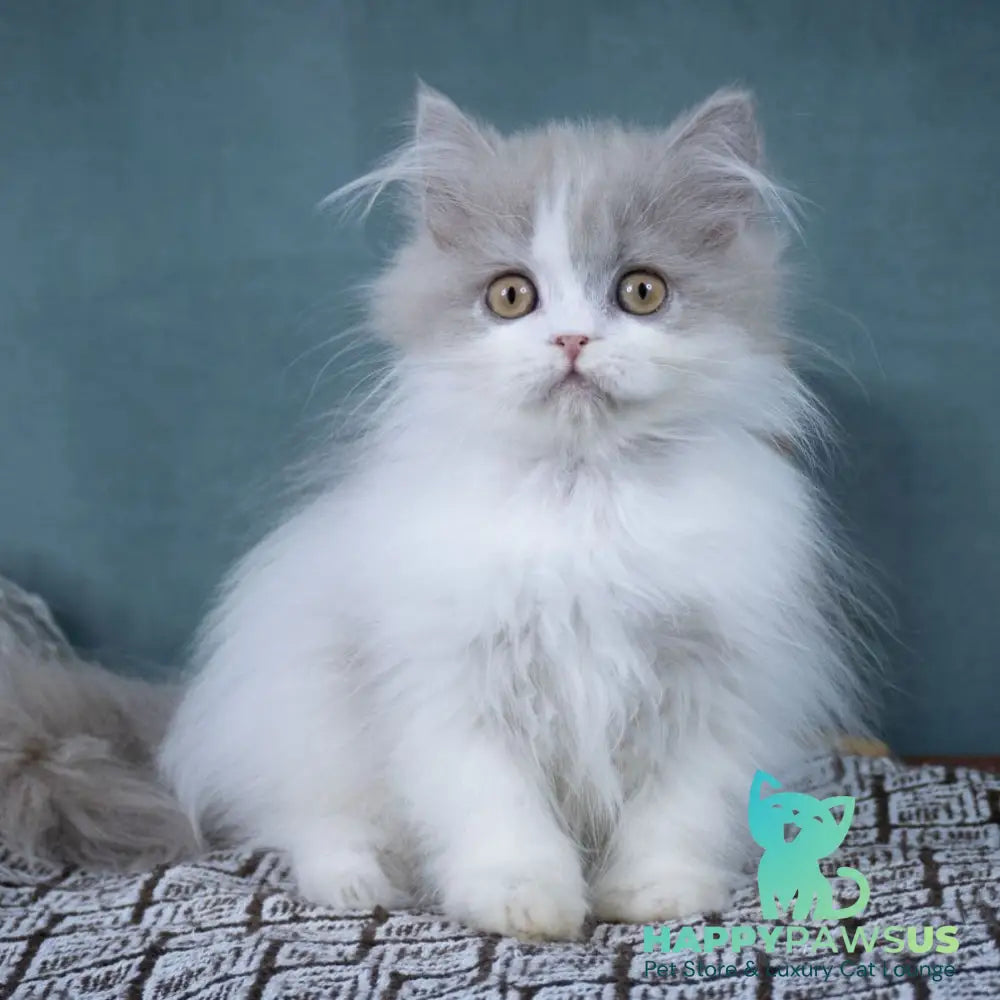 Elektra Selkirk Rex female lilac harlequin - live animals